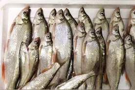 野钓青稍有哪些关键技巧？时间、钓点、饵料、钓法每一步都是细节图片