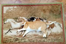 32张第一眼很容易看错的照片，似乎眼见都不为实了图片