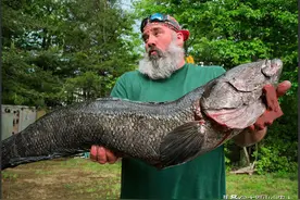 黑鱼入侵美国：胖如“猪”被扔掉，国内贵为孝鱼却活成了酸菜鱼图片