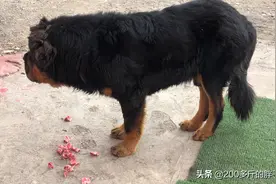 离开阿里，进入日喀则仲巴县，碰到一只纯正的藏獒图片