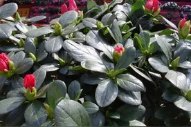 杜鹃花“这样养”，不掉叶不掉花苞，叶子鲜绿，越长越旺盛图片