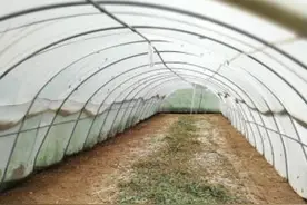 农村新型养殖项目，蛴螬养殖简要介绍图片