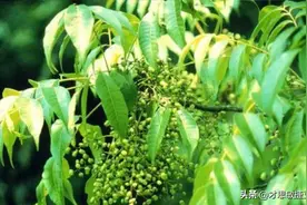 家乡的漆树是个宝图片