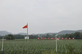 【同心脱贫】射洪：一座“同心桥”架起致富路图片