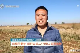 临漳：生姜种植 助农增收图片