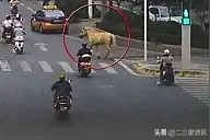 白马独自在安康街头“撒欢”，交警实力客串“赶马倌”图片