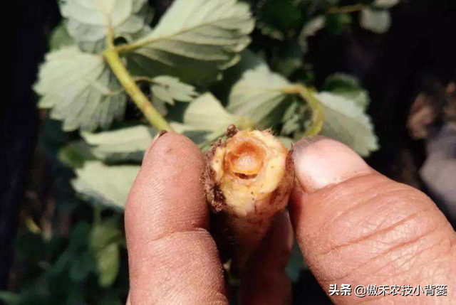 作物药物灌根防治病害效果差？学会这10个用药技巧效果能翻倍