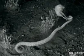 蛇鼠大战！预判了响尾蛇的预判，一脚把响尾蛇蹬得“大肚”朝天图片