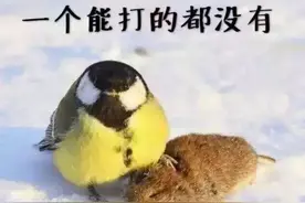 可爱的小胖鸟——大山雀，居然是个爱吃“脑花”的“食脑狂魔”？图片