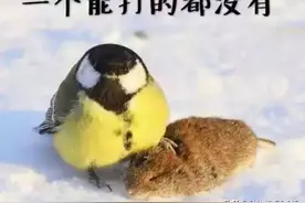 可爱的小胖鸟——大山雀，居然是个爱吃“脑花”的“食脑狂魔”？图片