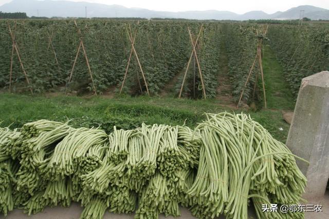 磷酸二氢钾+白醋，喷在辣椒茄子等蔬菜上，会出现意想不到的效果