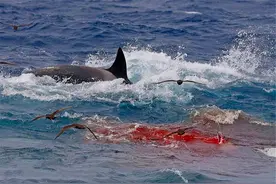 多少头虎鲸能杀死16米蓝鲸？一场几小时的海湾激战，结局不出所料图片