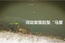 上海男子夜钓，河边突现巨型“马鳖”！网友：没捞上来可惜了图片