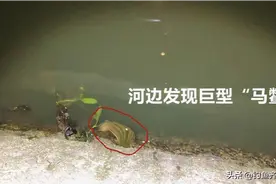 上海男子夜钓，河边突现巨型“马鳖”！网友：没捞上来可惜了图片