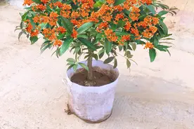 4种“杀菌花”，冬天养几盆，清香漂亮，空气清新，家里人少生病图片