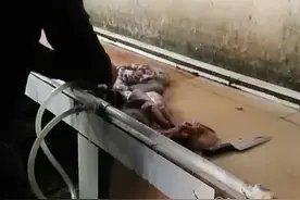 记者暗访生猪屠宰场，无良商贩公然将浊水注入猪内脏图片