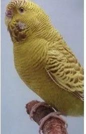 黄绿鱼鳞鹦鹉
