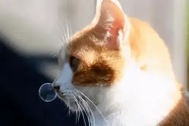 你家的猫咪打过喷嚏吗？带泡泡的那种图片
