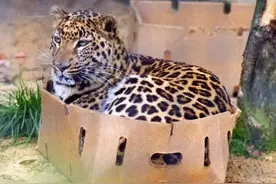 20张证明狮子老虎「只是比较大的猫猫」的萌照图片