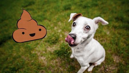 閾插睅瀹樹拱鐨勮繖6绉嶇嫍鐙楄惀鍏诲搧锛屽叏鏄櫤鍟嗙◣锛? onerror=