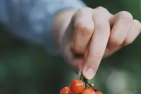 昆明樱桃熟了！奉上超全樱桃采摘攻略……图片