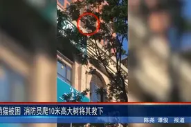 萌猫被困 消防员爬10米高大树将其救下图片