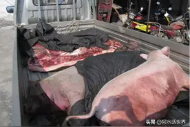 市面上的火腿肠，是用死猪肉制作而成的？养猪户道明真相图片