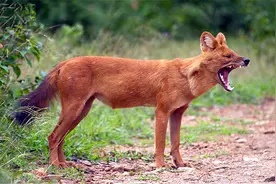 祁连山豺狗挡道，袭击300公斤黄牛，见狼都不放过，还敢围攻人图片