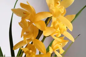 此兰花又大又香，花色金黄，是无法超越的“经典”，现带花苞出售图片