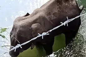 印度男子喂怀孕母象吃鞭炮，导致母象痛苦中去世，男子：这很刺激图片