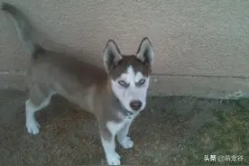 国外一哈士奇走丢7年，主人早已放弃，它却在离家20公里外牧羊？图片