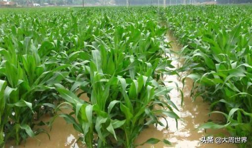 自己就能配制全营养氨基酸叶面肥，产量能翻番，一季只需喷3遍