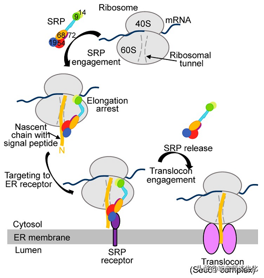 信号肽与新生肽链的运输和加工（一）