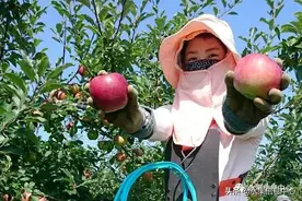 日本苹果为什么种的好？走进日本苹果第一大县“青森县”图片