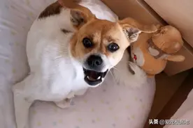 走失的宠物狗自己找回家，看到它身上的字条后，主人由喜转惊图片