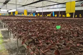 云南耘禾农业金线莲种植人工栽培技术图片