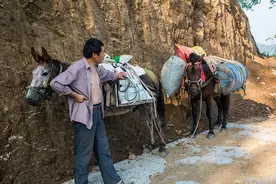 山村骡子失宠，躺在地上打滚；小客车来了，农民进城只花一元车费图片