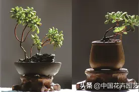 富有野趣的小人祭 | 技术图片