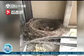 做个有心人！乌鸫鸟“定居”自家阳台繁育后代 徐州一小学生镜头全记录图片