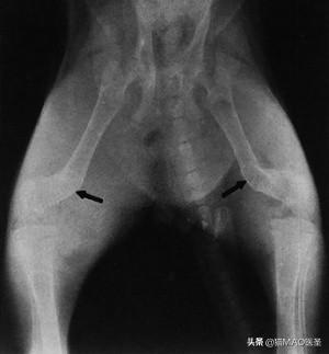 猫咪狗狗甲状旁腺｜结构功能以及激素调节，以及常见的疾病