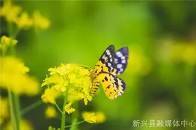 藏不住了！新兴油菜花海娇艳欲滴惹人醉！图片