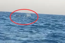 “巨型海兽”现身大连，呼啸声震天响，这到底是什么？图片