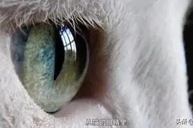 猫的眼睛里，有线索！图片
