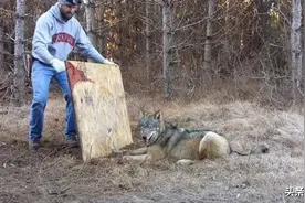 真正的狼人杀：勇敢的猎人和凶恶的野狼相遇，结局如何？图片