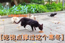 凛冬将至，流浪猫都成群结队地过来讨食，希望你能熬过这个寒冬图片