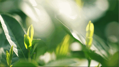 身体乳女补水清爽