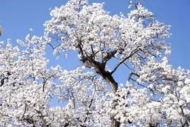 甘肃武都｜梨花淡白柳深青，正是赏春好时节图片