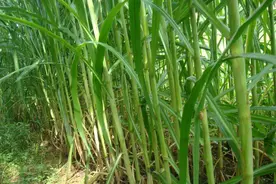 皇竹草喂猪成本低、增重快，来看饲喂方法图片