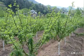 甘肃平凉花椒栽培技术及前景图片