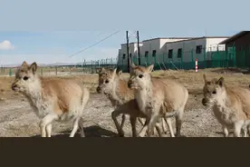 ​可可西里300多只藏羚羊重回自然图片